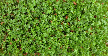 Bahçe teresi, tereli arka plan