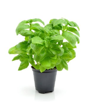 beyaz zemin üzerinde bir tencerede fesleğen