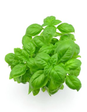 Beyaz arkaplanda fesleğen