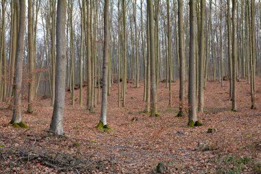 Sonbaharda çam ormanı