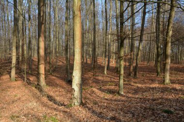 Sonbaharda çam ormanı