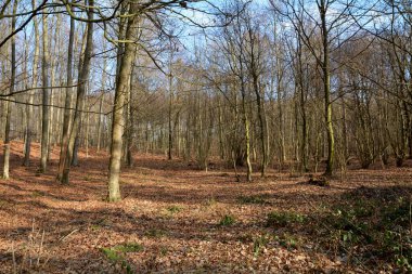 Sonbaharda çam ormanı