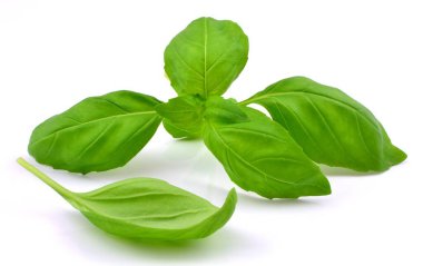 Beyaz arkaplanda fesleğen yaprağı