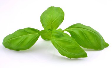 Beyaz arkaplanda fesleğen yaprağı