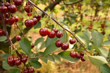 Olgun kirazlar dalda