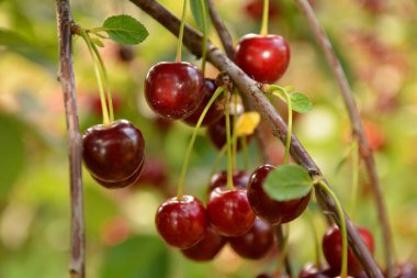 Olgun kirazlar dalda