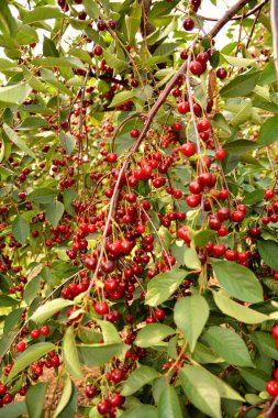 Olgun kirazlar dalda