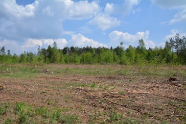 view of the forest in summer