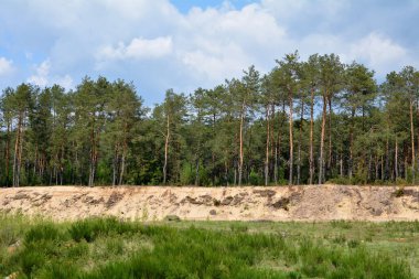 view of the forest in summer
