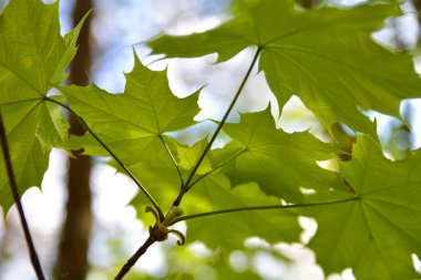 yeşil akçaağaç yaprakları yazın
