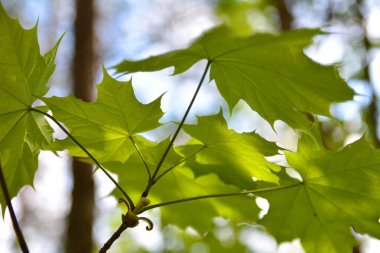 yeşil akçaağaç yaprakları yazın