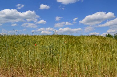field with triticale in summer