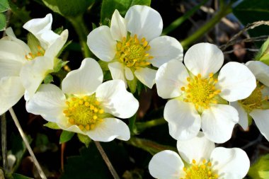 strawberry blossom in early spring