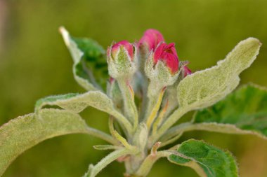 Baharın başlarında çiçek açan elma ağacı
