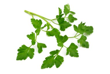 Beyaz arkaplanda maydanoz yaprağı izole