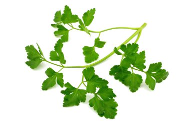 Beyaz arkaplanda maydanoz yaprağı izole