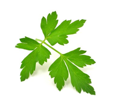 Beyaz arkaplanda maydanoz yaprağı izole