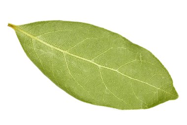 Saha yaprağı beyaz arkaplanda izole edildi