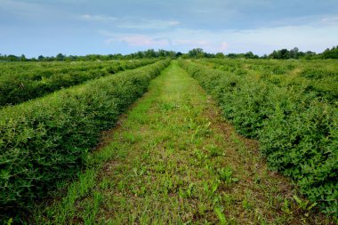 view of haskap berry plantation
