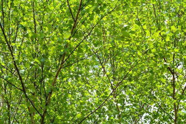birch leaves in summer