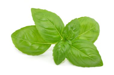 Beyaz arkaplanda fesleğen yaprağı