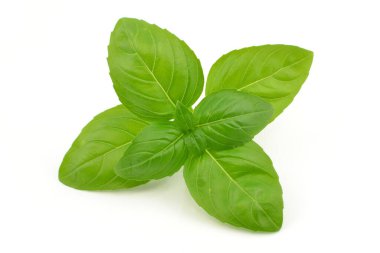 Beyaz arkaplanda fesleğen yaprağı