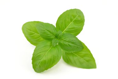 Beyaz arkaplanda fesleğen yaprağı