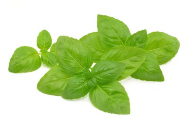 Beyaz arkaplanda fesleğen yaprağı