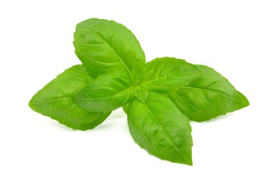 Beyaz arkaplanda fesleğen yaprağı