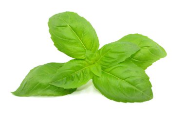 Beyaz arkaplanda fesleğen yaprağı