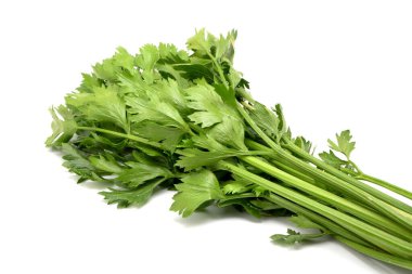 beyaz zemin üzerine kereviz yaprağı