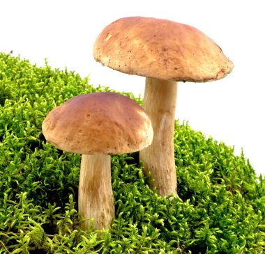 edible mushrooms on a white background