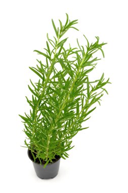 Beyaz zemin üzerinde bir tencerede biberiye