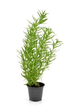 Beyaz zemin üzerinde bir tencerede biberiye