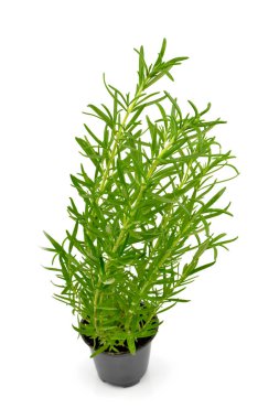 Beyaz zemin üzerinde bir tencerede biberiye