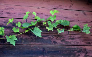 shoot of grapes on the background of the wall