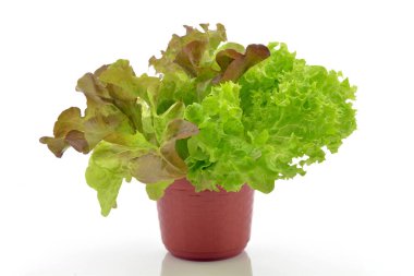 Beyaz arkaplanda marul izole