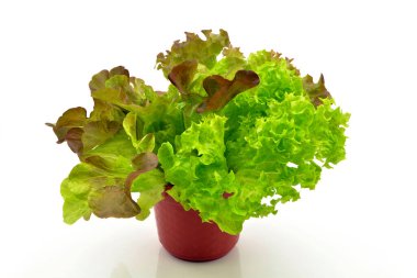 Beyaz arkaplanda marul izole