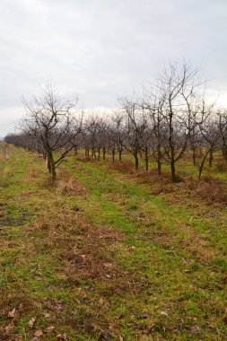 view of the cherry orchard in autumn