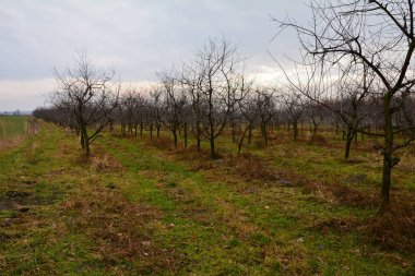 view of the cherry orchard in autumn
