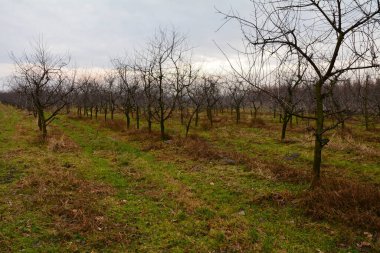 view of the cherry orchard in autumn