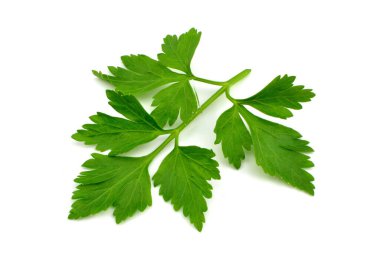 Beyaz arkaplanda maydanoz yaprağı izole