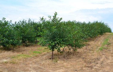 young cherry orchard in summer
