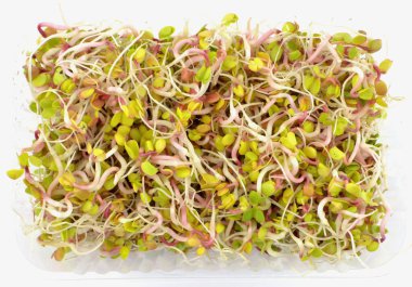 radish sprouts isolated on white background
