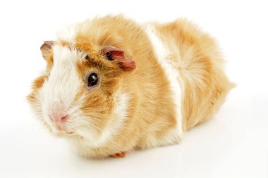 Beyaz arka planda bir kobay