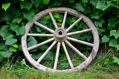 old wheel on the background of grape leaves