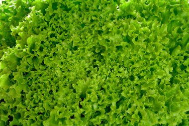lettuce all over the background
