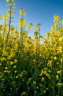 Mavi gökyüzüne karşı açan kolza tohumu
