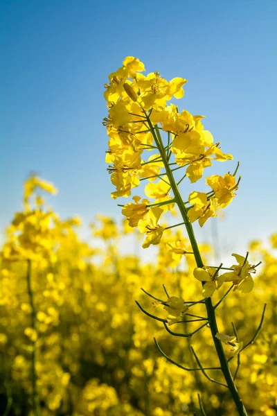 Kvetoucí Řepkové Semínko Proti Modré Obloze — Stock fotografie