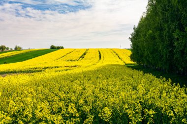 Çiçek açan bir tecavüz alanı manzarası